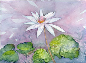 Water Lily